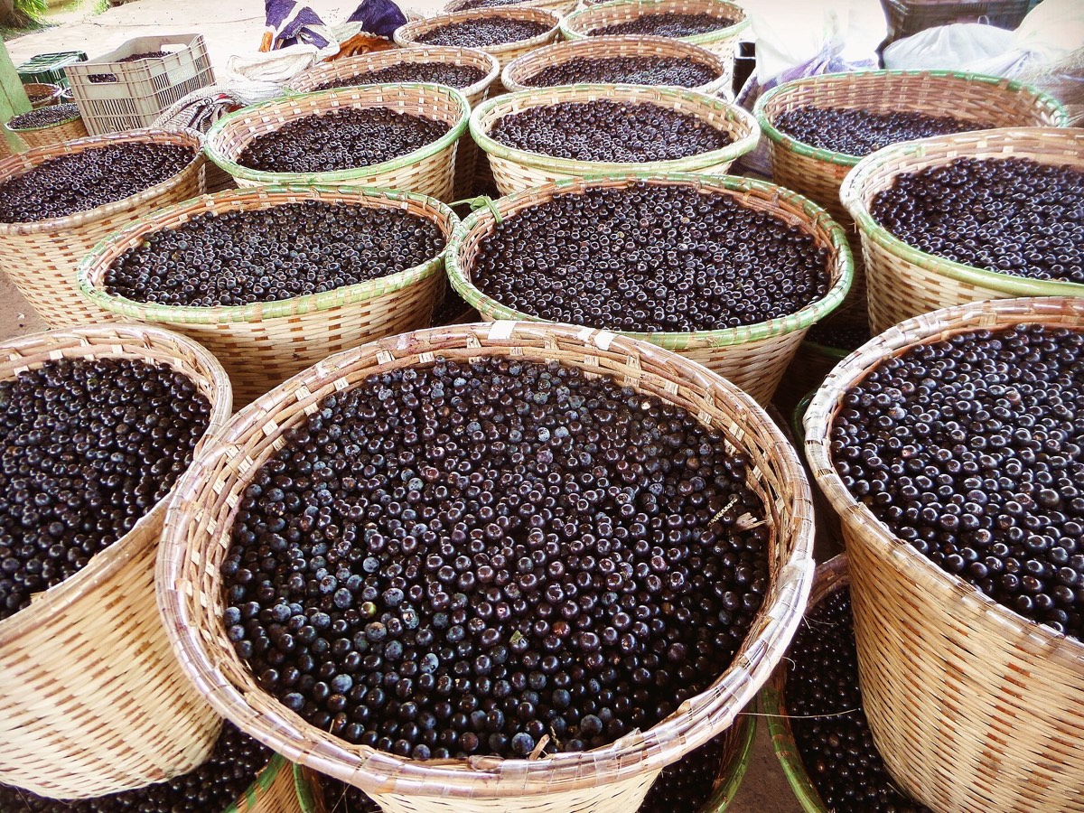 Baskets of freshly harvested açaí at a river port in Pará, Brazil